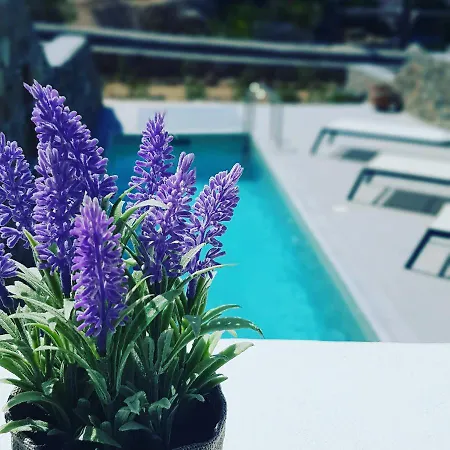 باراديسيا فيلة